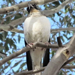 Gymnorhina tibicen at Symonston, ACT - 20 May 2015 02:36 PM