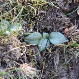 Pterostylis sp. at Hackett, ACT - suppressed