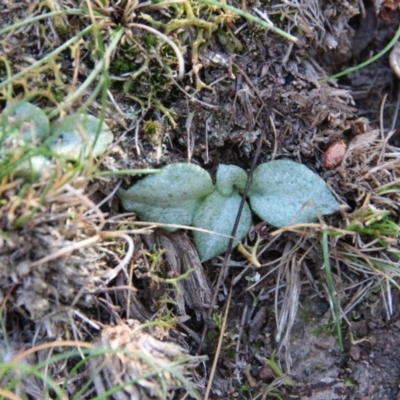 Pterostylis sp. (A Greenhood) at Hackett, ACT - 27 Jul 2018 by petersan