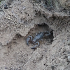 Urodacus manicatus (Black Rock Scorpion) at Mount Ainslie - 27 Jul 2018 by WalterEgo