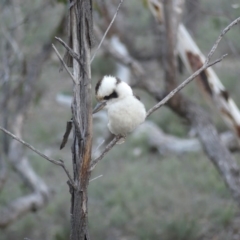 Dacelo novaeguineae (Laughing Kookaburra) at Mount Ainslie - 27 Jul 2018 by WalterEgo