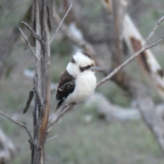 Dacelo novaeguineae at Majura, ACT - 27 Jul 2018