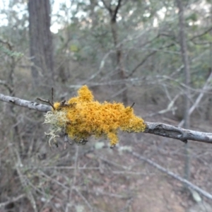 Teloschistes sp. (genus) at Majura, ACT - 27 Jul 2018