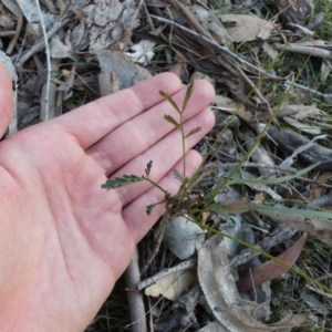 Acacia implexa at Majura, ACT - 27 Jul 2018 04:37 PM