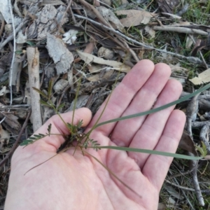 Acacia implexa at Majura, ACT - 27 Jul 2018 04:37 PM