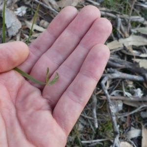 Acacia implexa at Majura, ACT - 27 Jul 2018