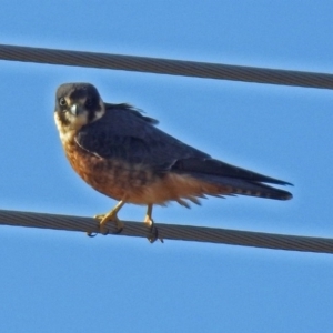 Falco longipennis at Fyshwick, ACT - 27 Jul 2018