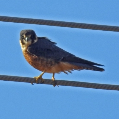 Falco longipennis (Australian Hobby) at Fyshwick, ACT - 27 Jul 2018 by RodDeb