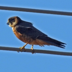Falco longipennis at Fyshwick, ACT - 27 Jul 2018