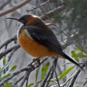 Acanthorhynchus tenuirostris at Fyshwick, ACT - 27 Jul 2018