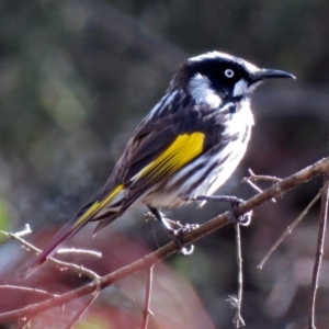 Phylidonyris novaehollandiae at Fyshwick, ACT - 27 Jul 2018