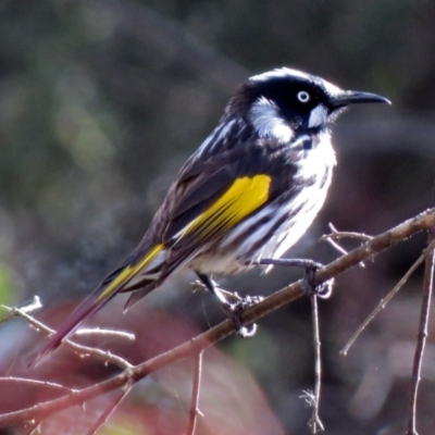 Phylidonyris novaehollandiae (New Holland Honeyeater) at Fyshwick, ACT - 27 Jul 2018 by RodDeb