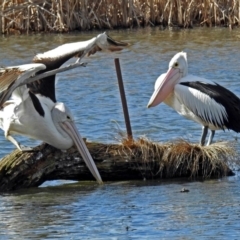 Pelecanus conspicillatus (Australian Pelican) at Fyshwick, ACT - 27 Jul 2018 by RodDeb