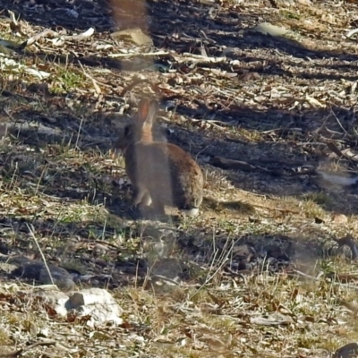 Oryctolagus cuniculus (European Rabbit) at Jerrabomberra Wetlands - 27 Jul 2018 by RodDeb