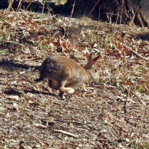 Oryctolagus cuniculus at Fyshwick, ACT - 27 Jul 2018 12:40 PM