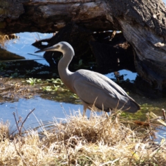 Egretta novaehollandiae (White-faced Heron) at Fyshwick, ACT - 21 Jul 2018 by MatthewFrawley