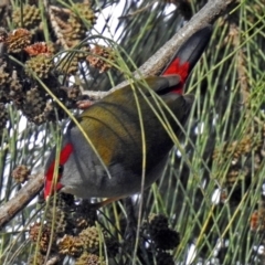 Neochmia temporalis (Red-browed Finch) at Fyshwick, ACT - 27 Jul 2018 by RodDeb