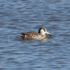 Malacorhynchus membranaceus (Pink-eared Duck) at Fyshwick, ACT - 21 Jul 2018 by MatthewFrawley