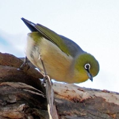 Zosterops lateralis (Silvereye) at Fyshwick, ACT - 27 Jul 2018 by RodDeb