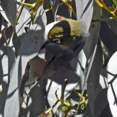 Zosterops lateralis at Fyshwick, ACT - 27 Jul 2018 12:53 PM