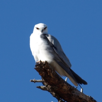 Elanus axillaris (Black-shouldered Kite) at Fyshwick, ACT - 21 Jul 2018 by MatthewFrawley