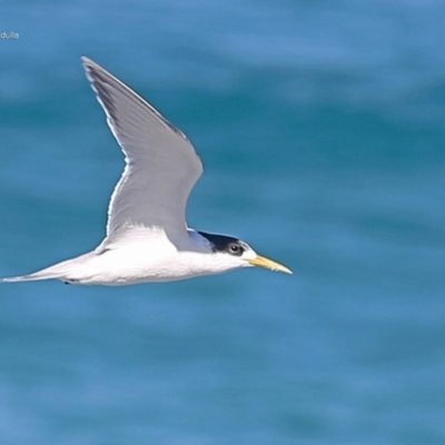 Thalasseus bergii (Crested Tern) at Ulladulla, NSW - 3 Jun 2014 by Charles Dove