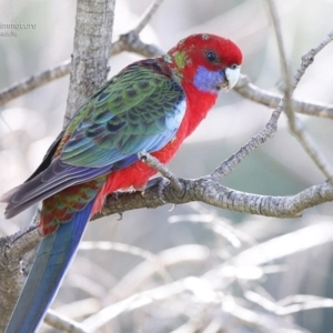 Platycercus elegans at Ulladulla, NSW - 4 Jun 2014 12:00 AM