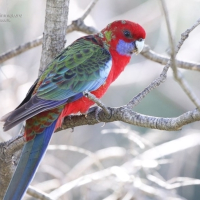 Platycercus elegans (Crimson Rosella) at Ulladulla, NSW - 4 Jun 2014 by CharlesDove