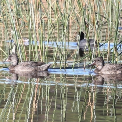 Stictonetta naevosa (Freckled Duck) at Burrill Lake, NSW - 7 Jun 2014 by CharlesDove