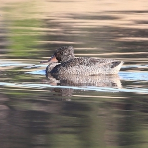 Stictonetta naevosa at Burrill Lake, NSW - 7 Jun 2014