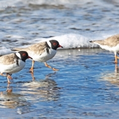 Charadrius rubricollis (Hooded Plover) at South Pacific Heathland Reserve - 3 Jun 2014 by CharlesDove