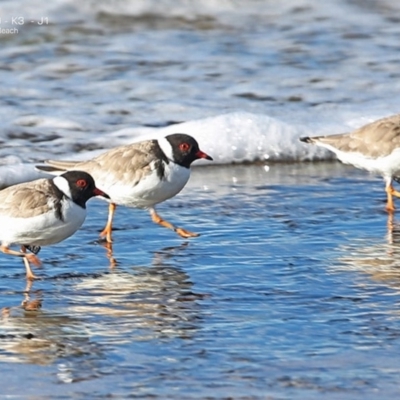 Charadrius rubricollis (Hooded Plover) at South Pacific Heathland Reserve - 2 Jun 2014 by Charles Dove