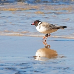 Charadrius rubricollis at suppressed - suppressed