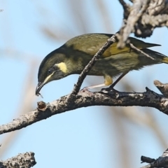 Meliphaga lewinii (Lewin's Honeyeater) at Ulladulla, NSW - 4 Jun 2014 by CharlesDove