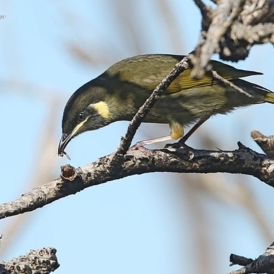Meliphaga lewinii (Lewin's Honeyeater) at Ulladulla, NSW - 4 Jun 2014 by CharlesDove