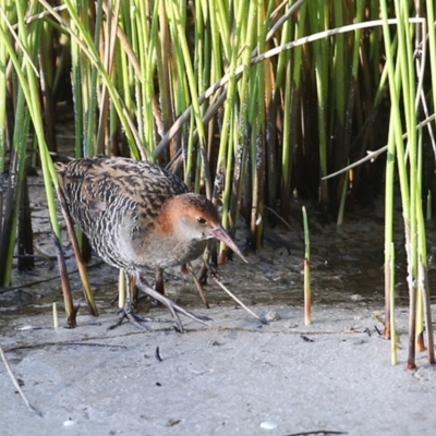 Lewinia pectoralis (Lewin's Rail) at Burrill Lake, NSW - 7 Jun 2014 by Charles Dove