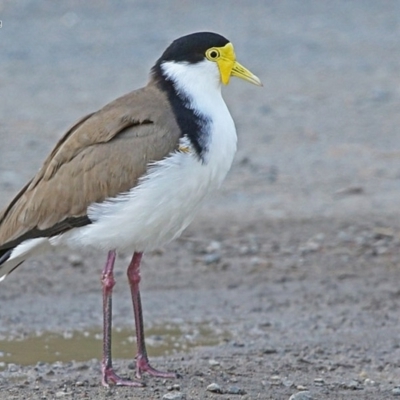 Vanellus miles (Masked Lapwing) at Burrill Lake, NSW - 4 Jun 2014 by CharlesDove