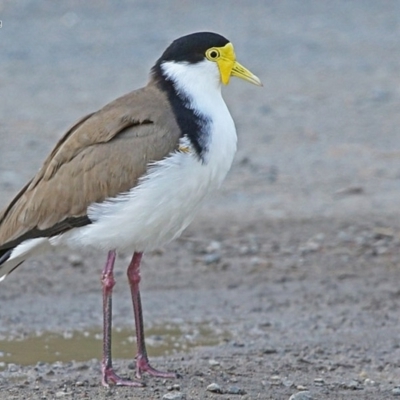 Vanellus miles (Masked Lapwing) at Burrill Lake, NSW - 3 Jun 2014 by Charles Dove