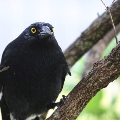 Strepera graculina (Pied Currawong) at Ulladulla, NSW - 3 Jun 2014 by CharlesDove