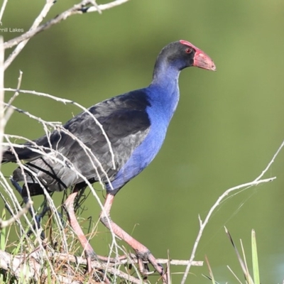 Porphyrio melanotus (Australasian Swamphen) at Burrill Lake, NSW - 7 Jun 2014 by Charles Dove