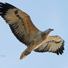 Haliaeetus leucogaster (White-bellied Sea-Eagle) at Dolphin Point, NSW - 2 Jun 2014 by Charles Dove