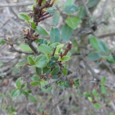 Viburnum tinus (Laurustinus) at Mount Ainslie - 27 Jul 2018 by WalterEgo