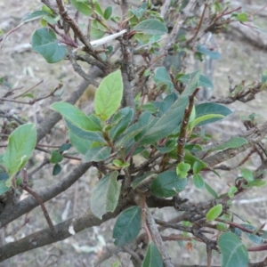 Viburnum tinus at Majura, ACT - 27 Jul 2018 04:22 PM