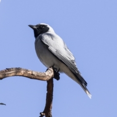 Coracina novaehollandiae (Black-faced Cuckooshrike) at Higgins, ACT - 25 Jul 2018 by Alison Milton