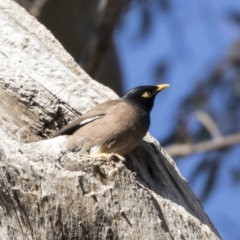 Acridotheres tristis (Common Myna) at Higgins, ACT - 25 Jul 2018 by Alison Milton