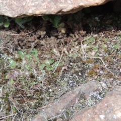 Riccia cartilaginosa (Liverwort) at Pine Island to Point Hut - 17 Jul 2018 by michaelb