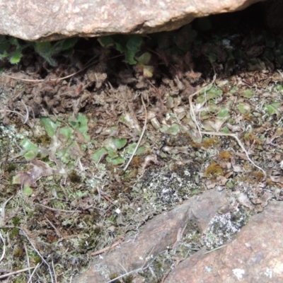 Riccia cartilaginosa (Liverwort) at Greenway, ACT - 17 Jul 2018 by MichaelBedingfield