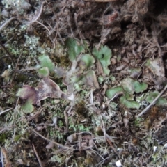 Riccia cartilaginosa at Greenway, ACT - 17 Jul 2018 06:16 PM