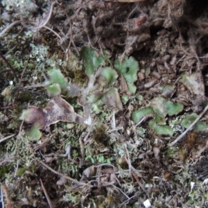 Riccia cartilaginosa at Greenway, ACT - 17 Jul 2018