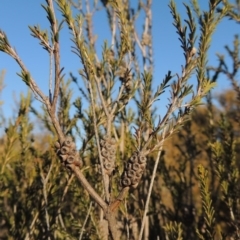 Melaleuca parvistaminea (Small-flowered Honey-myrtle) at Greenway, ACT - 17 Jul 2018 by MichaelBedingfield